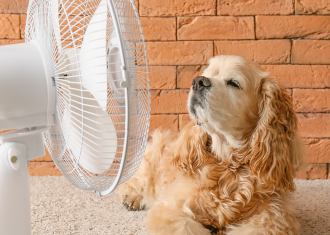 cão a refrescar-se à ventoinha